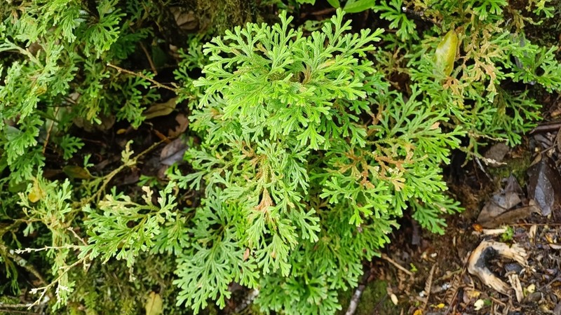Selaginella cataphracta