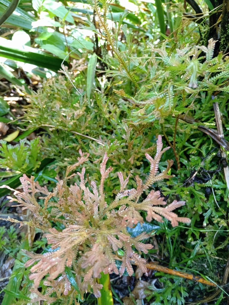 Selaginella cataphracta photo 2