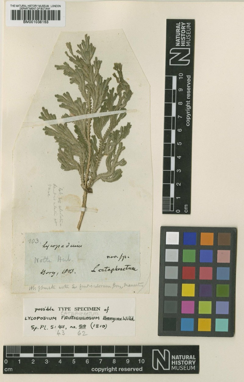 Selaginella cataphracta photo 3