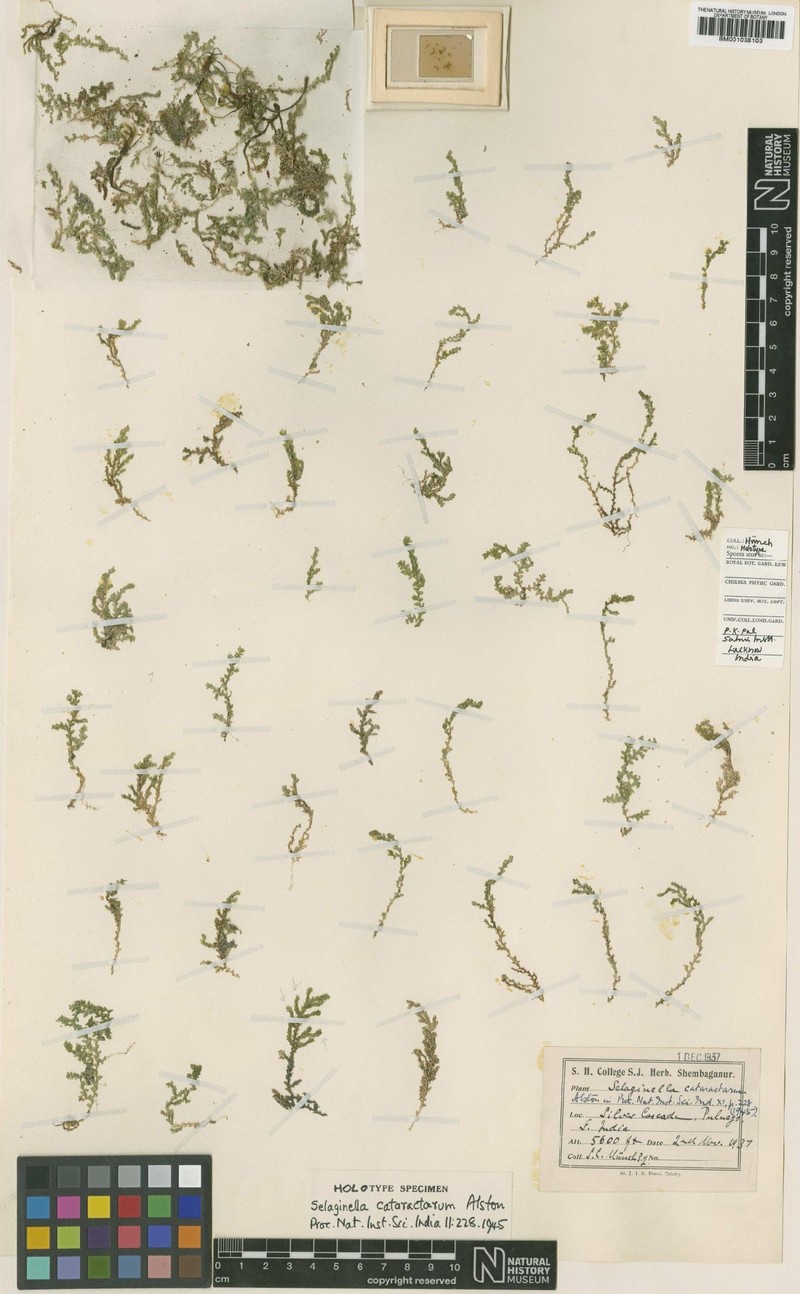 Selaginella cataractarum