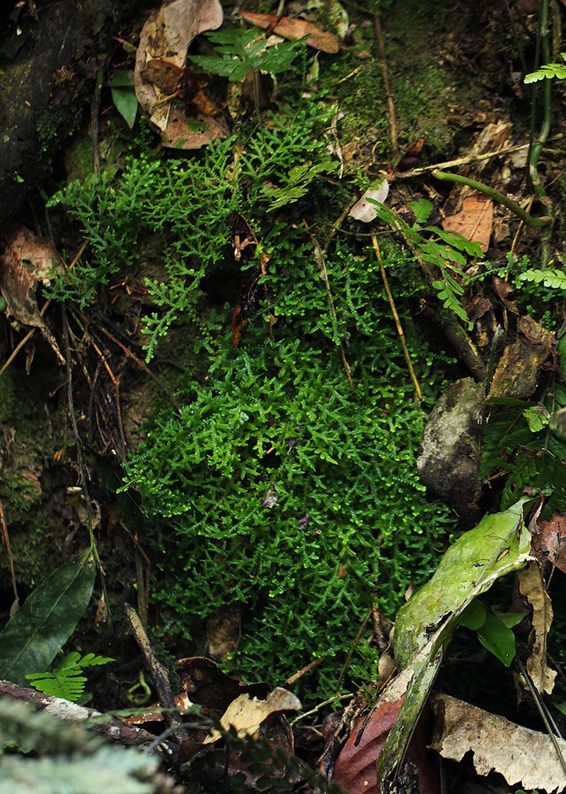 Selaginella cathedrifolia