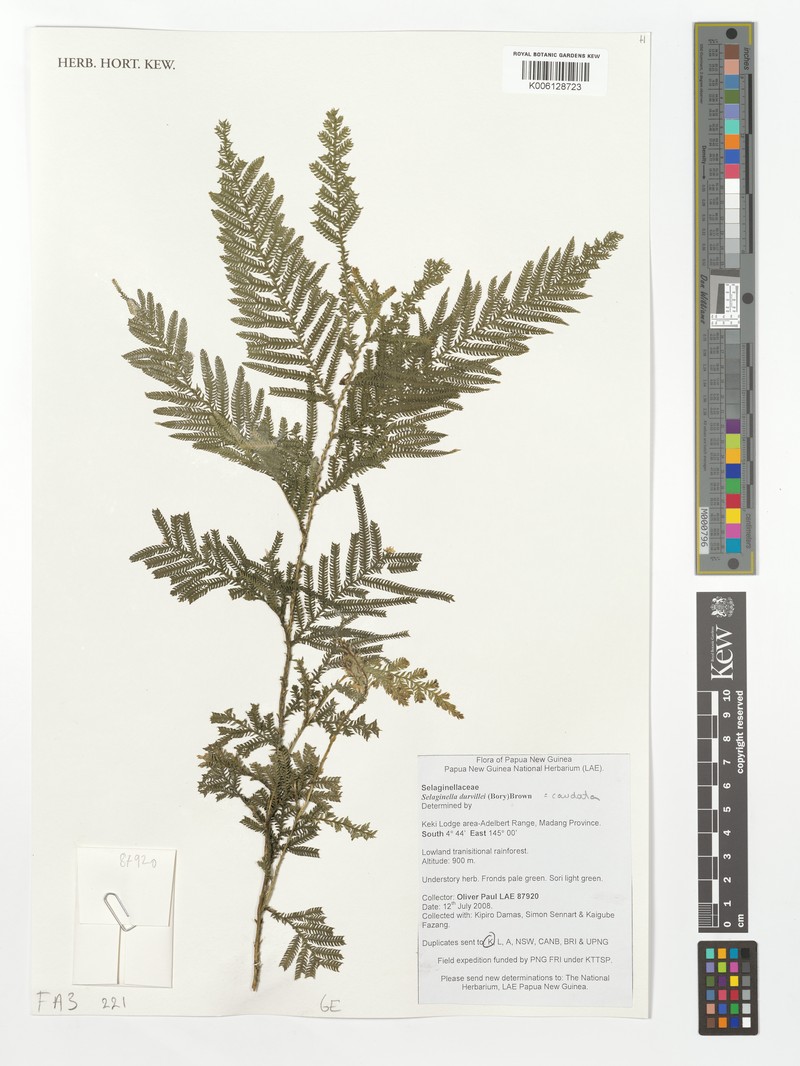Selaginella caudata photo 2