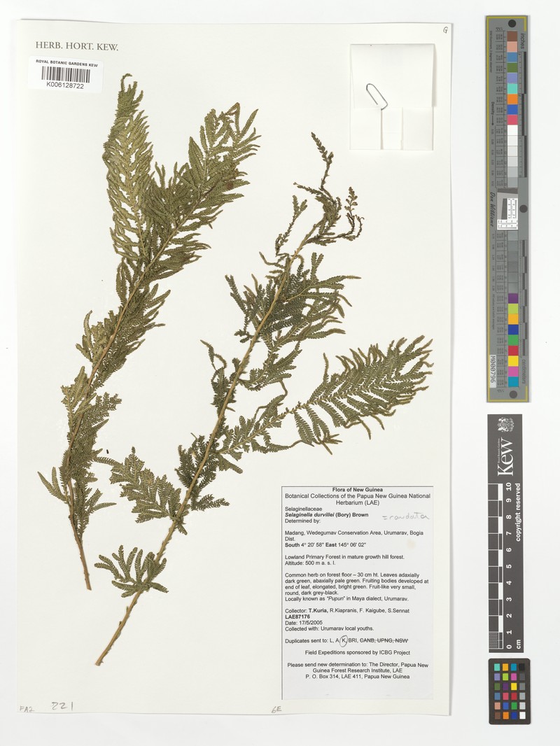 Selaginella caudata photo 3