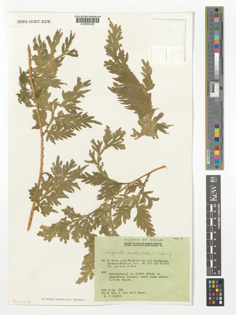 Selaginella caudata photo 4