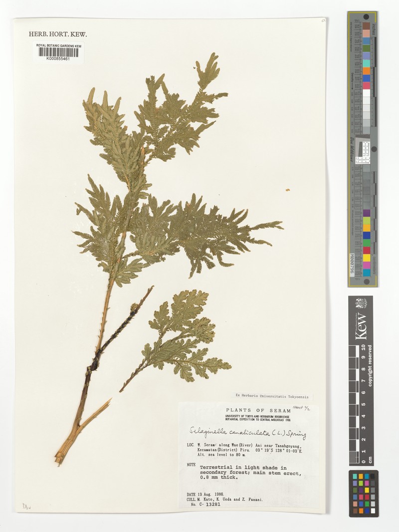 Selaginella caudata photo 5