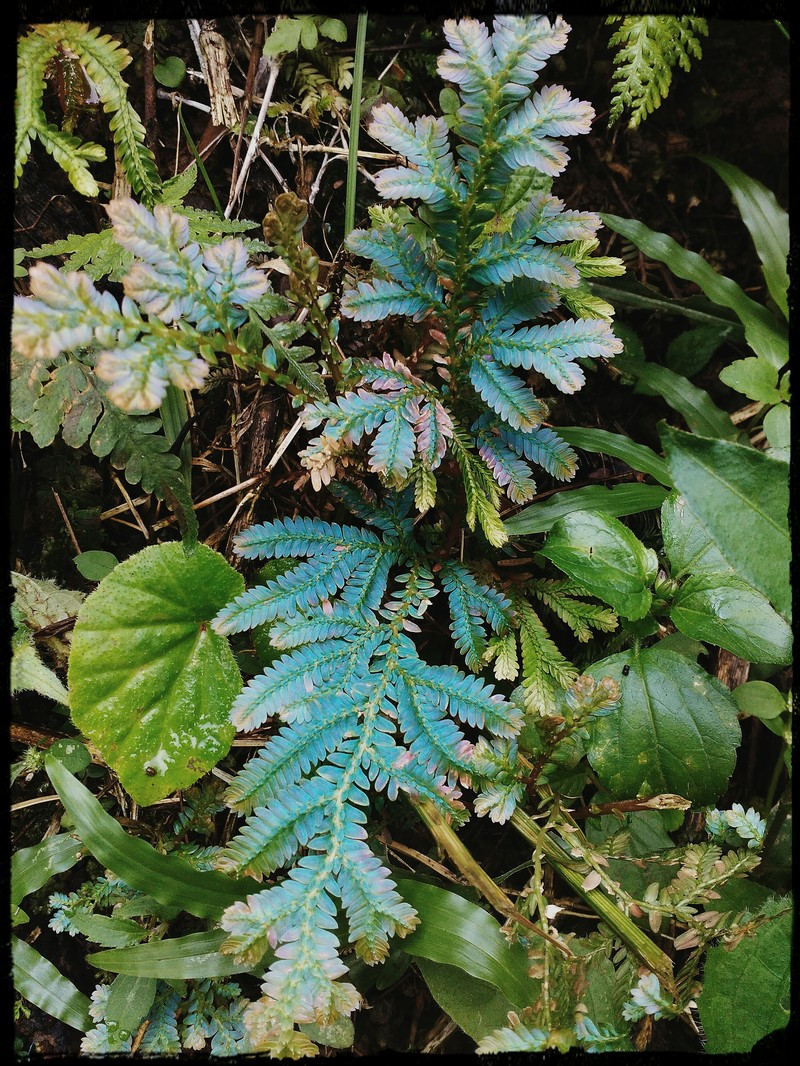 Selaginella caudata