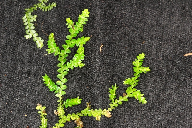 Selaginella cavifolia