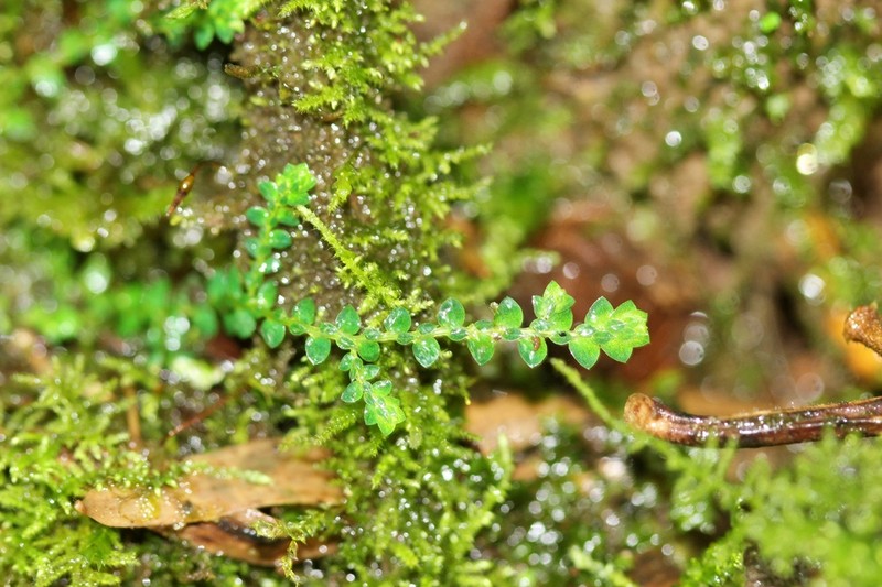 Selaginella cavifolia photo 2