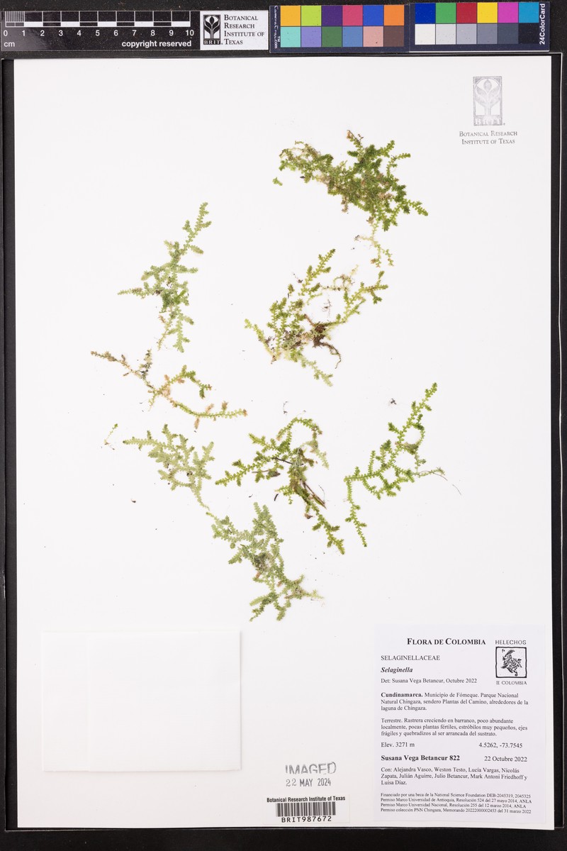 Selaginella cavifolia photo 3