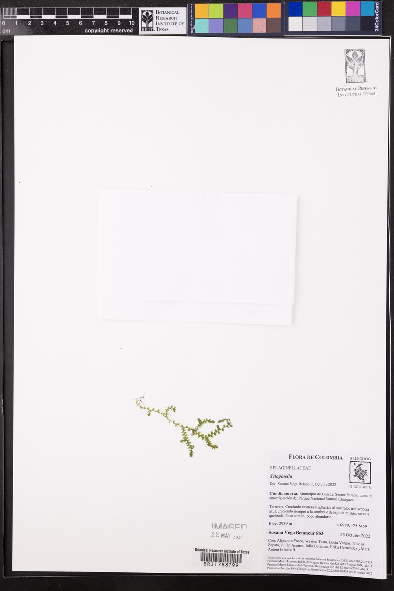 Selaginella cavifolia photo 4