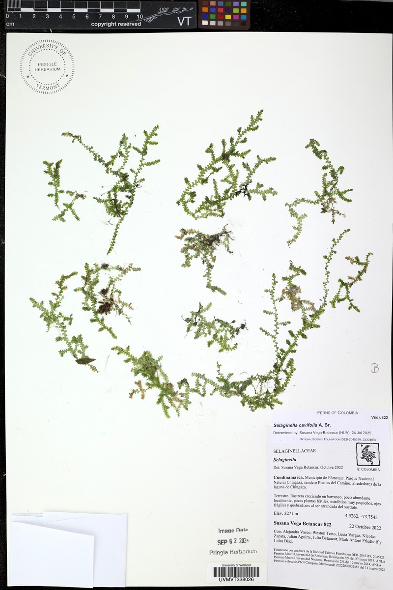 Selaginella cavifolia photo 5