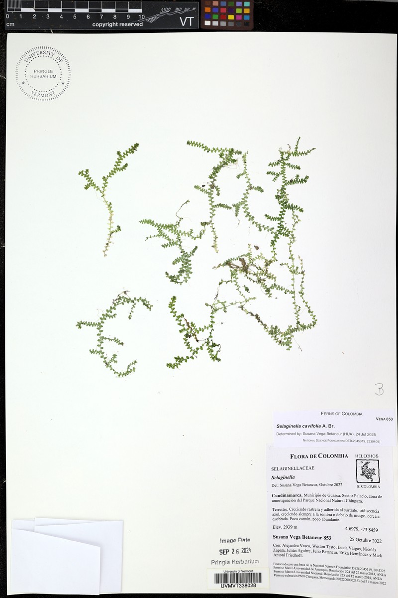 Selaginella cavifolia photo 6