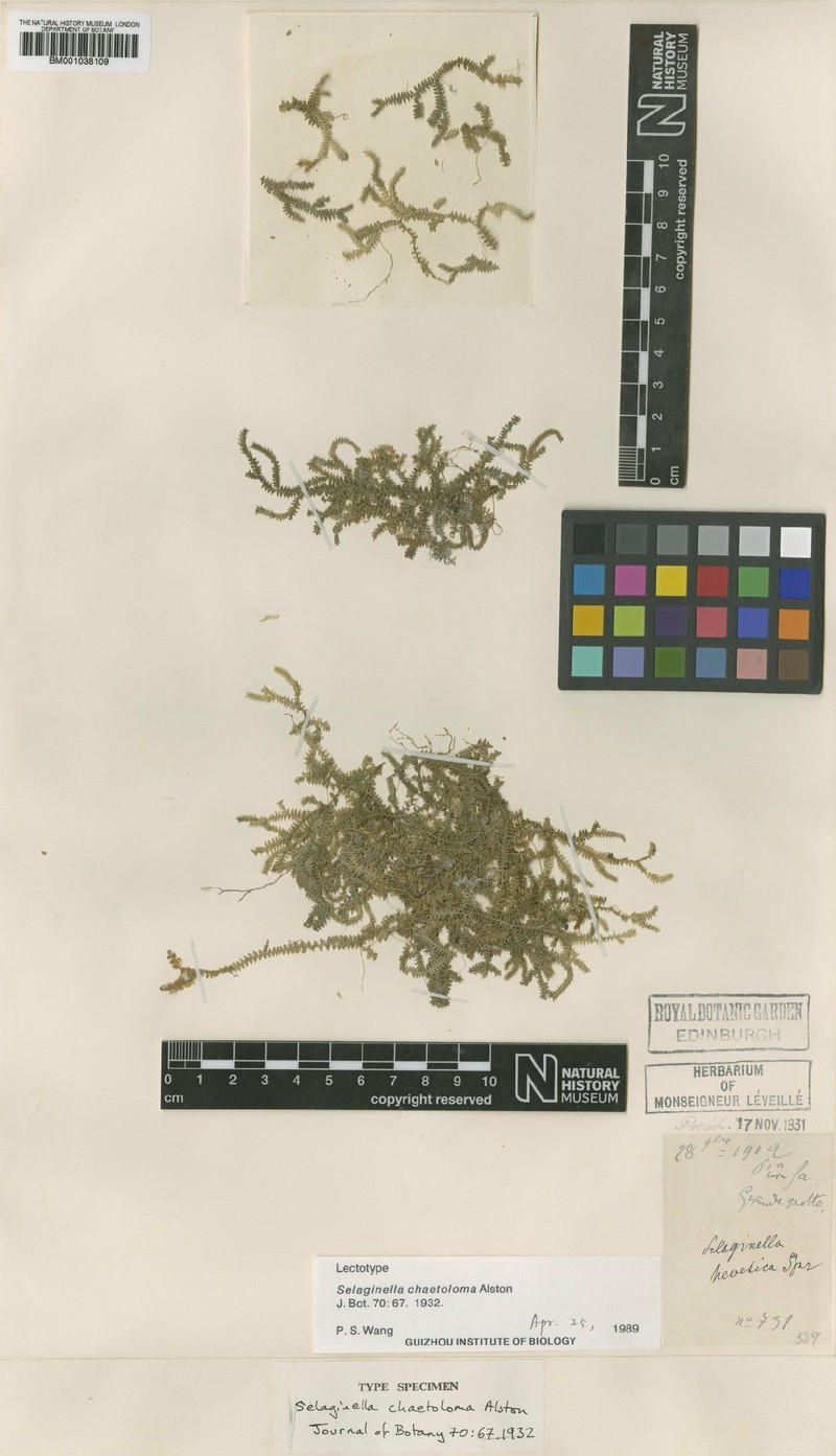 Selaginella chaetoloma
