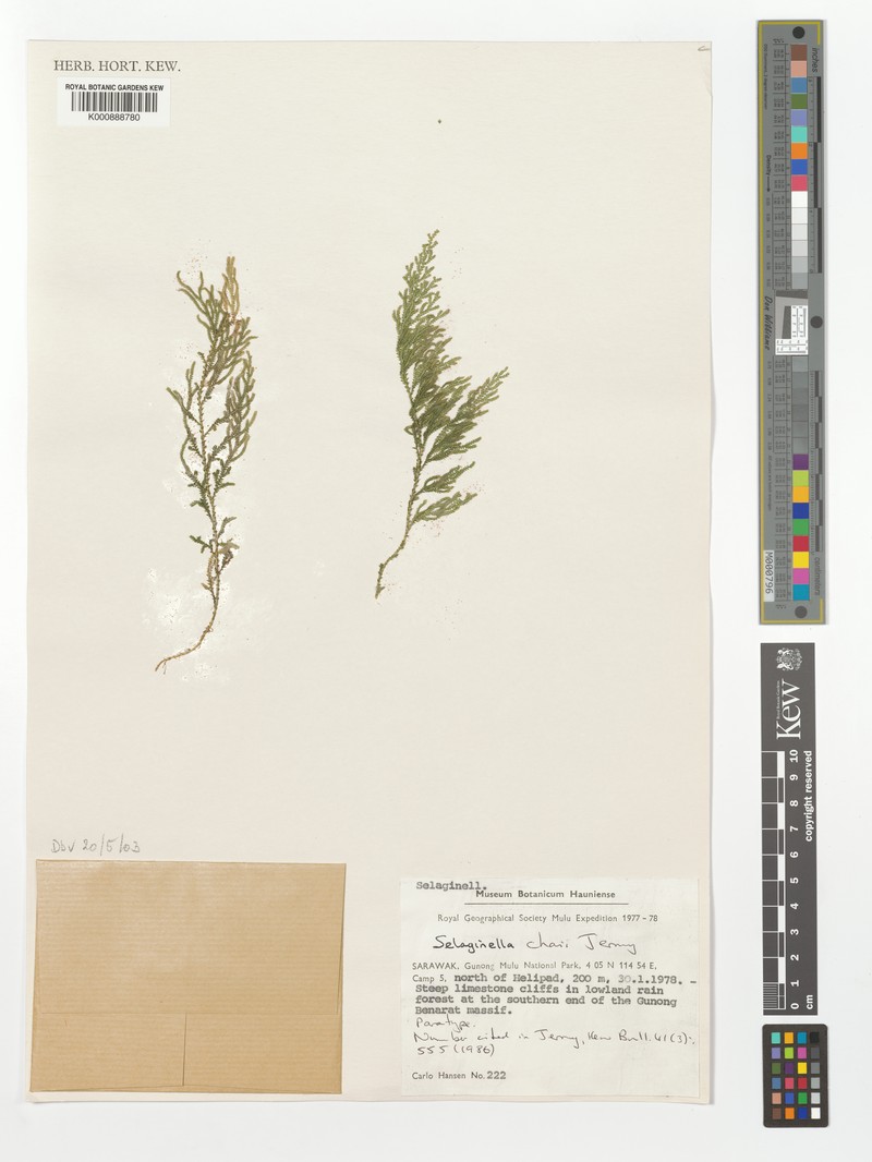 Selaginella chaii