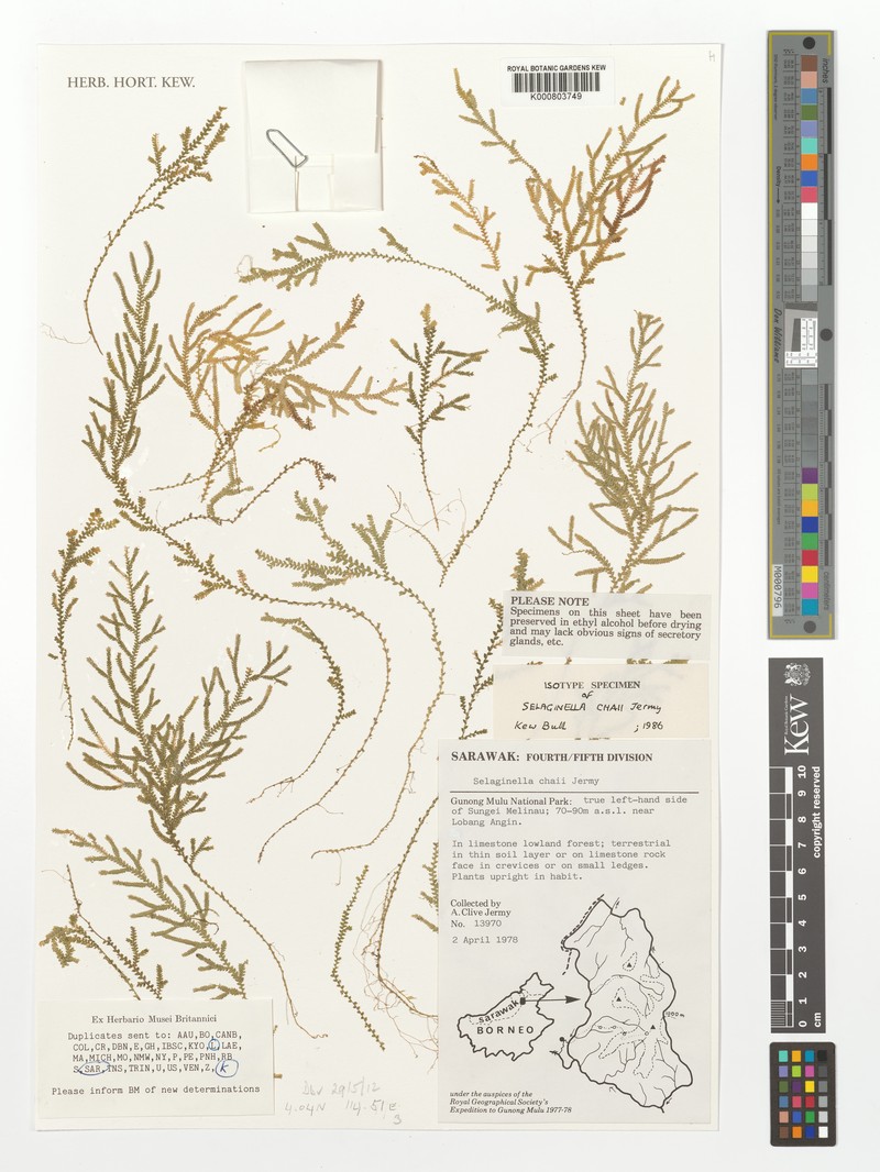Selaginella chaii photo 2