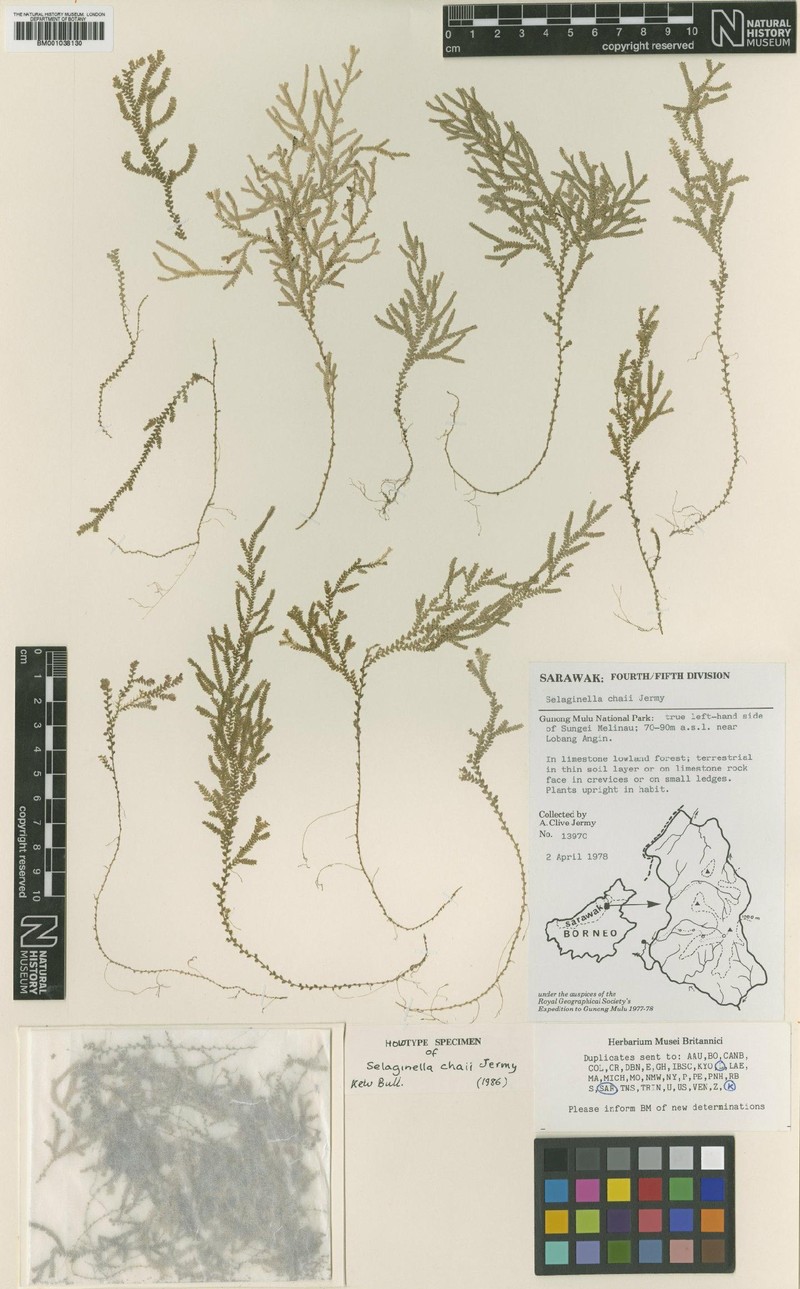 Selaginella chaii photo 3