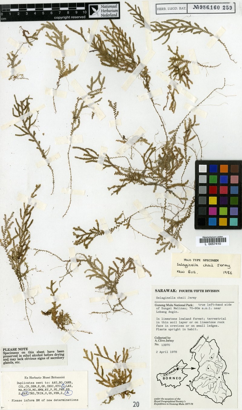 Selaginella chaii photo 4