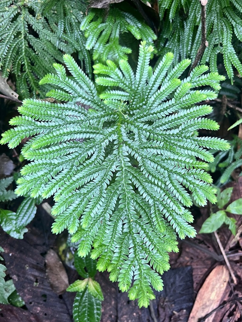 Selaginella cheiromorpha