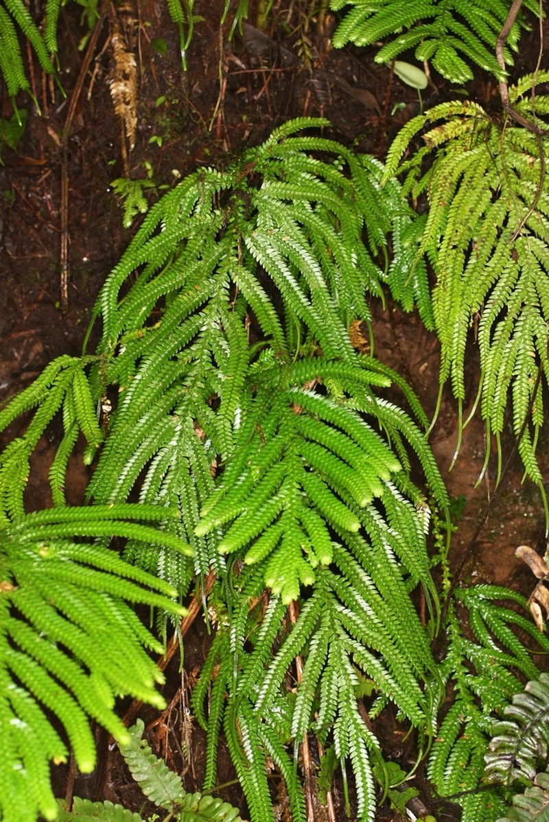 Selaginella cheiromorpha photo 2