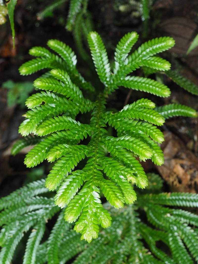 Selaginella cheiromorpha photo 3