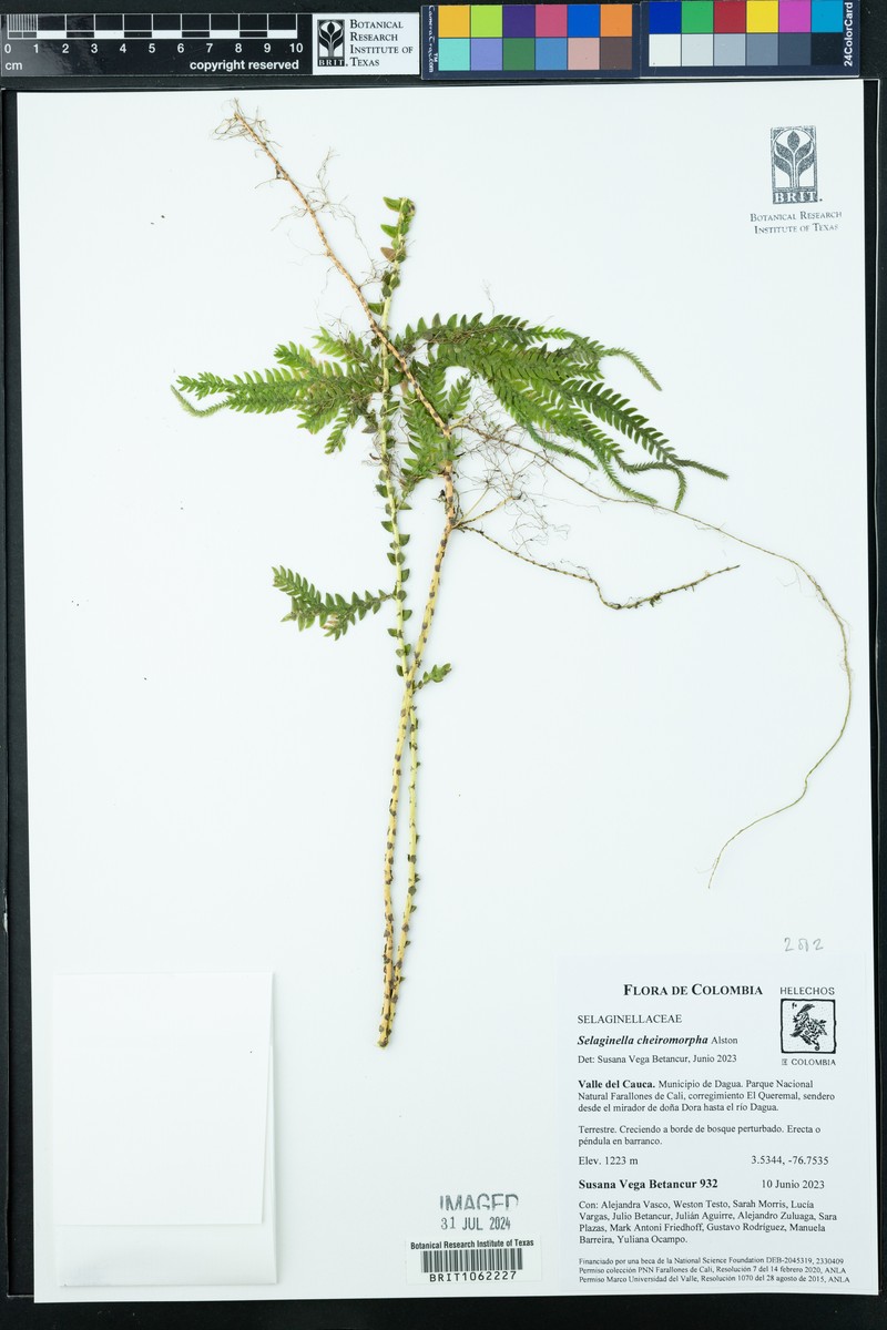 Selaginella cheiromorpha photo 5