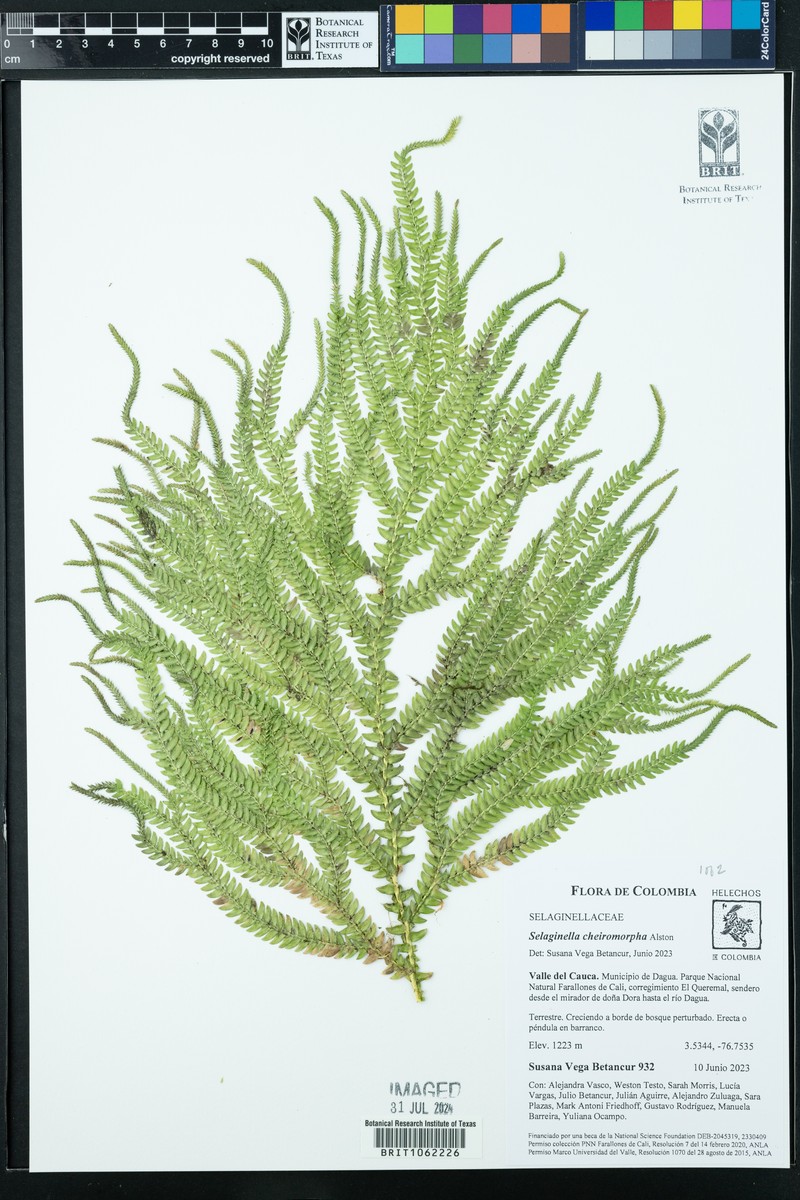 Selaginella cheiromorpha photo 6