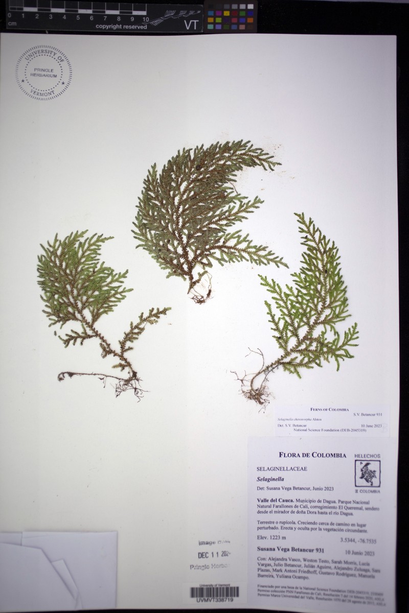 Selaginella cheiromorpha photo 7