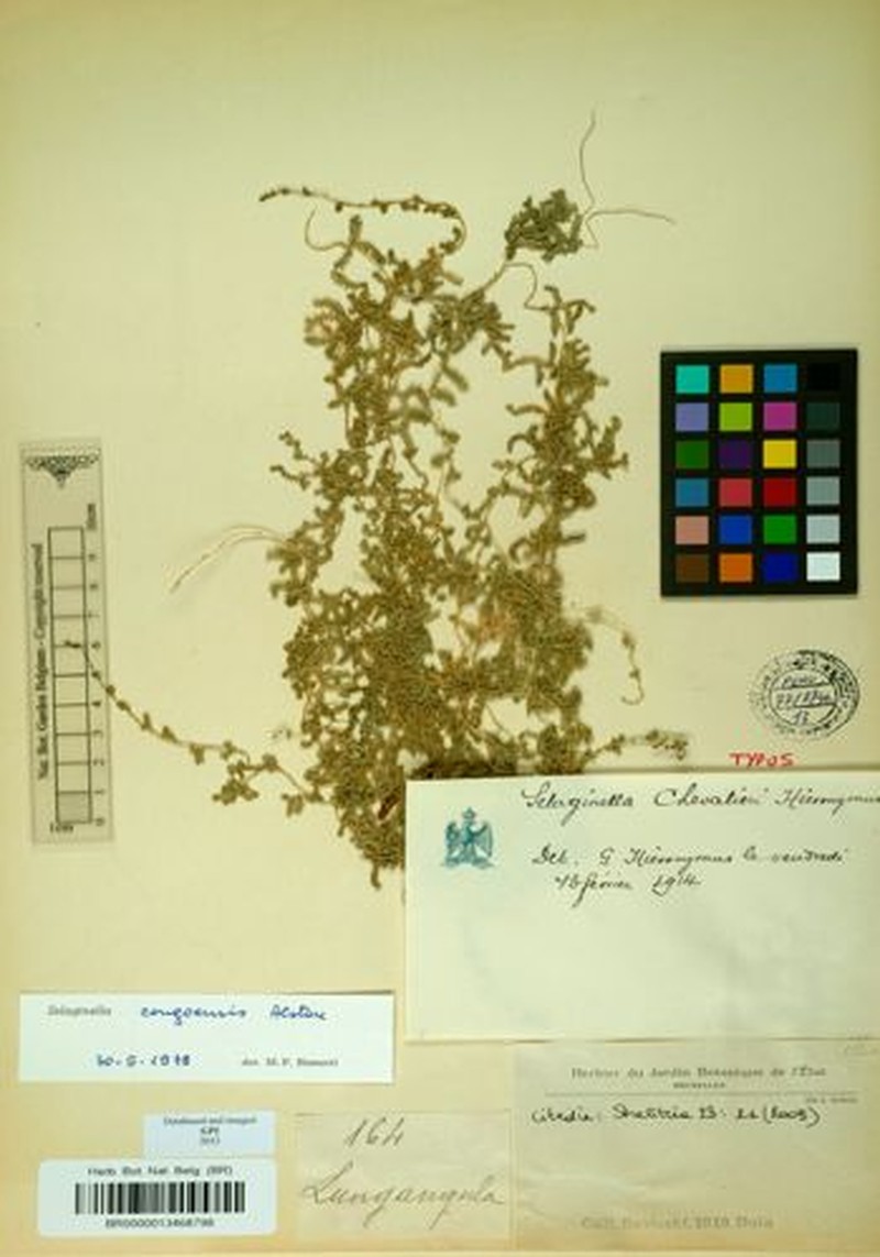 Selaginella chevalieri