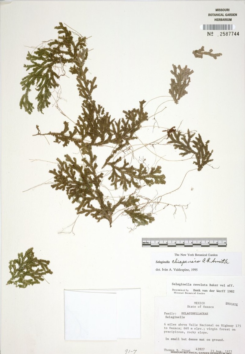 Selaginella chiapensis