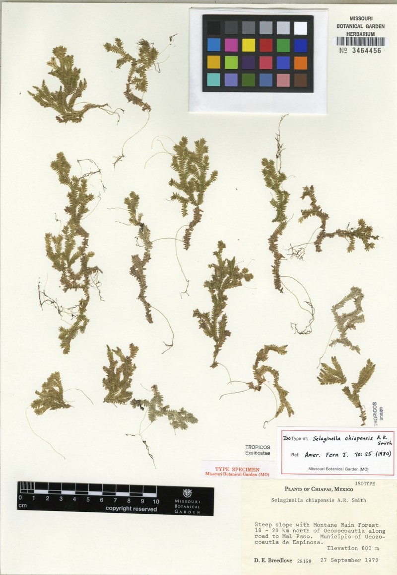 Selaginella chiapensis photo 2