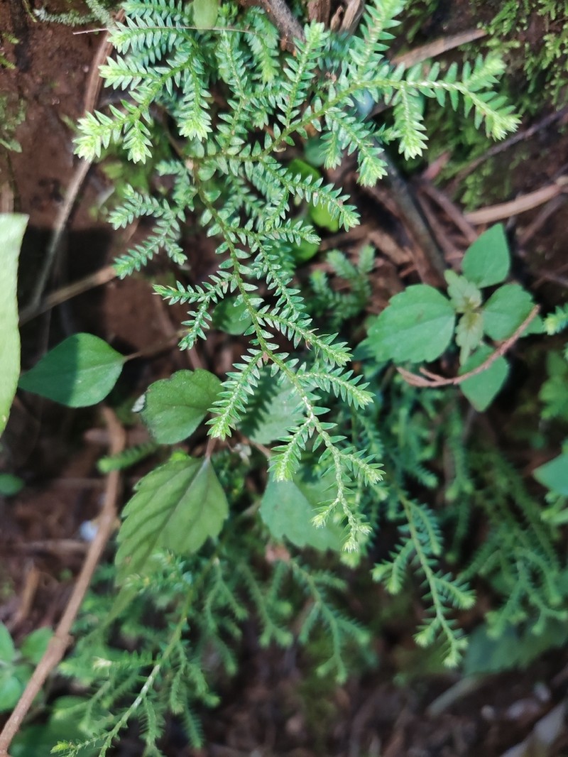 Selaginella chrysocaulos