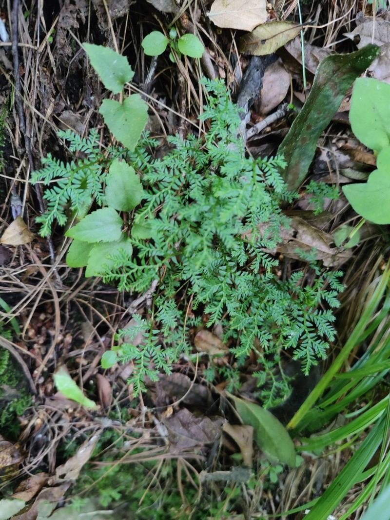 Selaginella chrysocaulos photo 2
