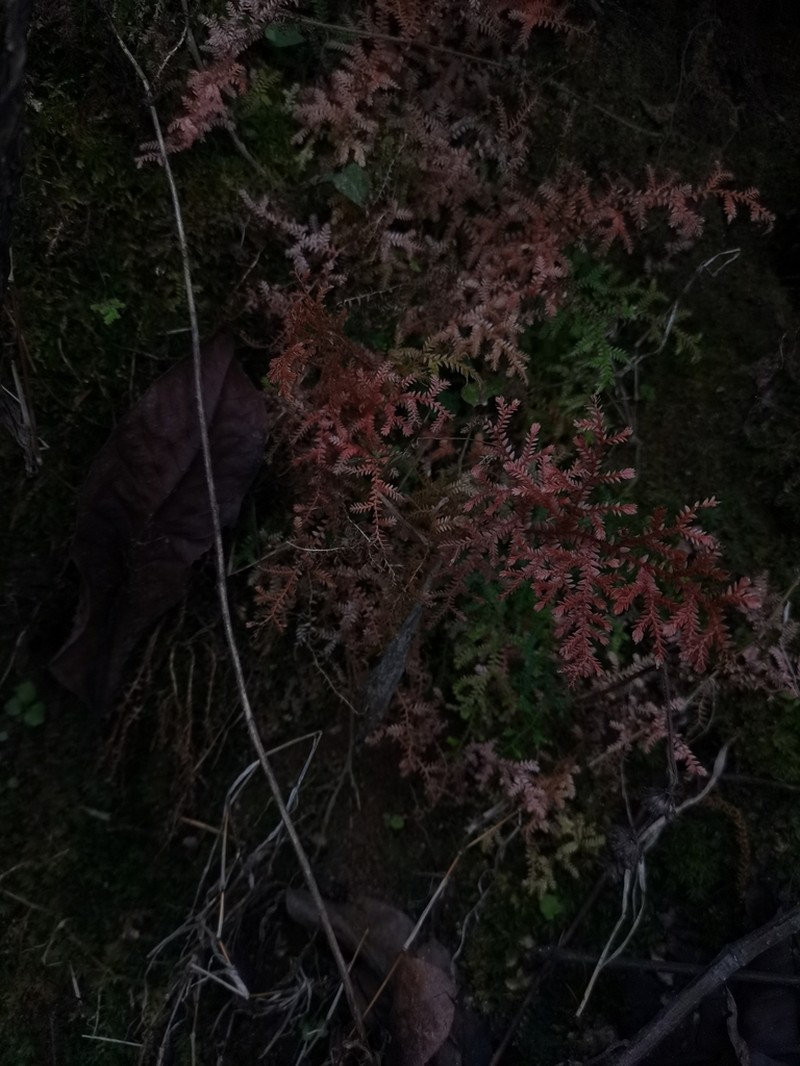 Selaginella chrysocaulos photo 3