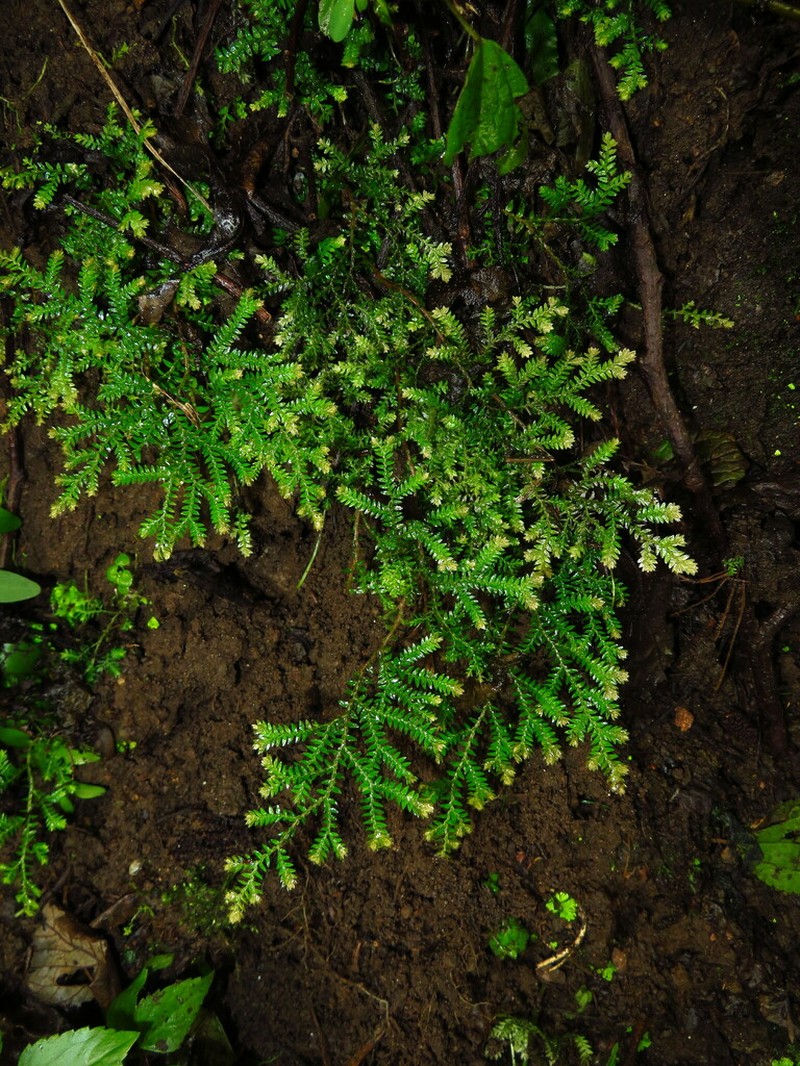 Selaginella chrysocaulos photo 4