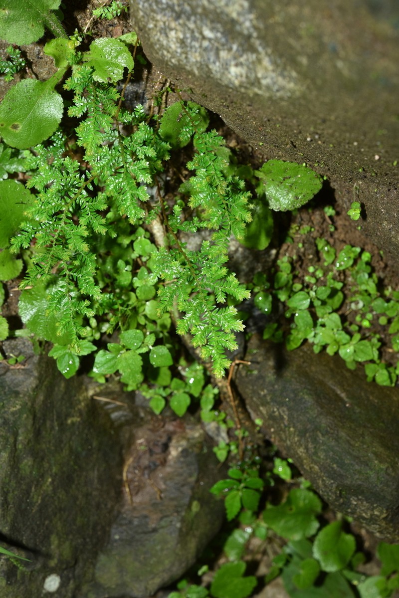 Selaginella chrysocaulos photo 5