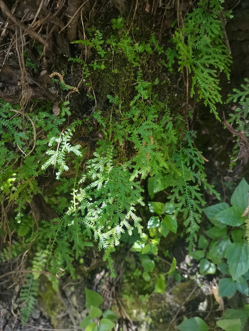 Selaginella chrysocaulos photo 6
