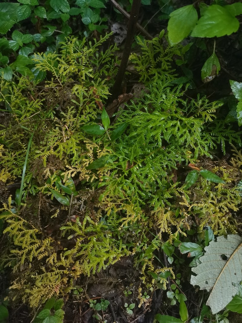 Selaginella chrysocaulos photo 7