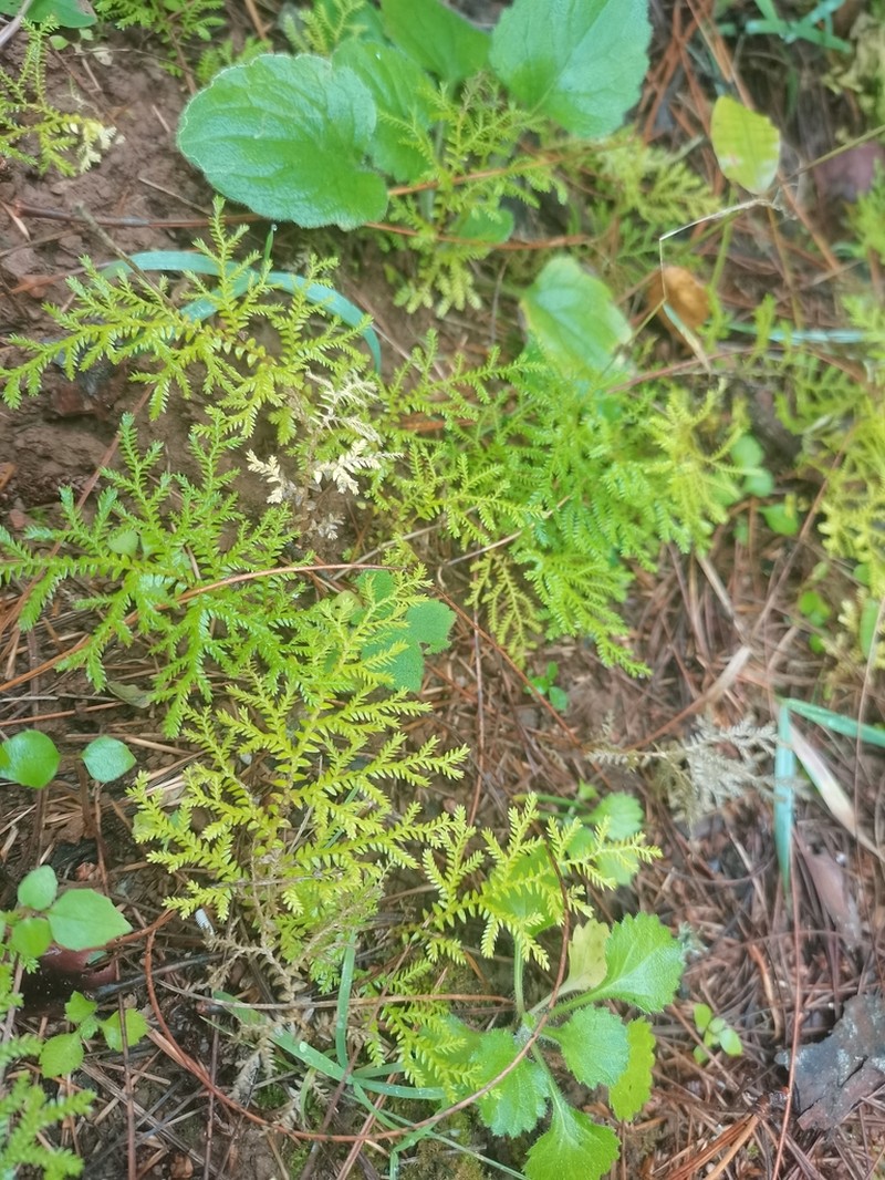 Selaginella chrysocaulos photo 8