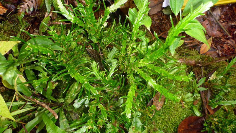 Selaginella chrysoleuca photo 2