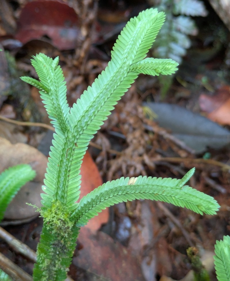 Selaginella chrysoleuca photo 3