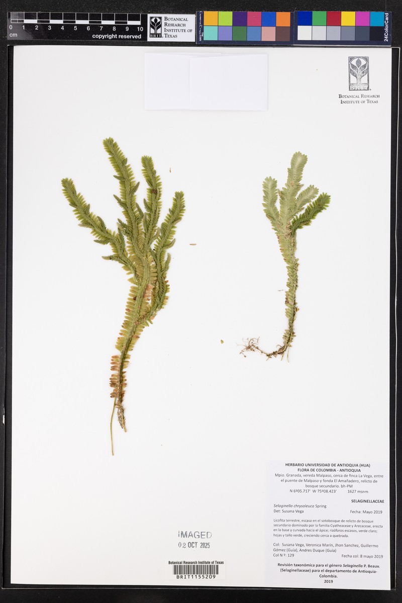Selaginella chrysoleuca photo 4