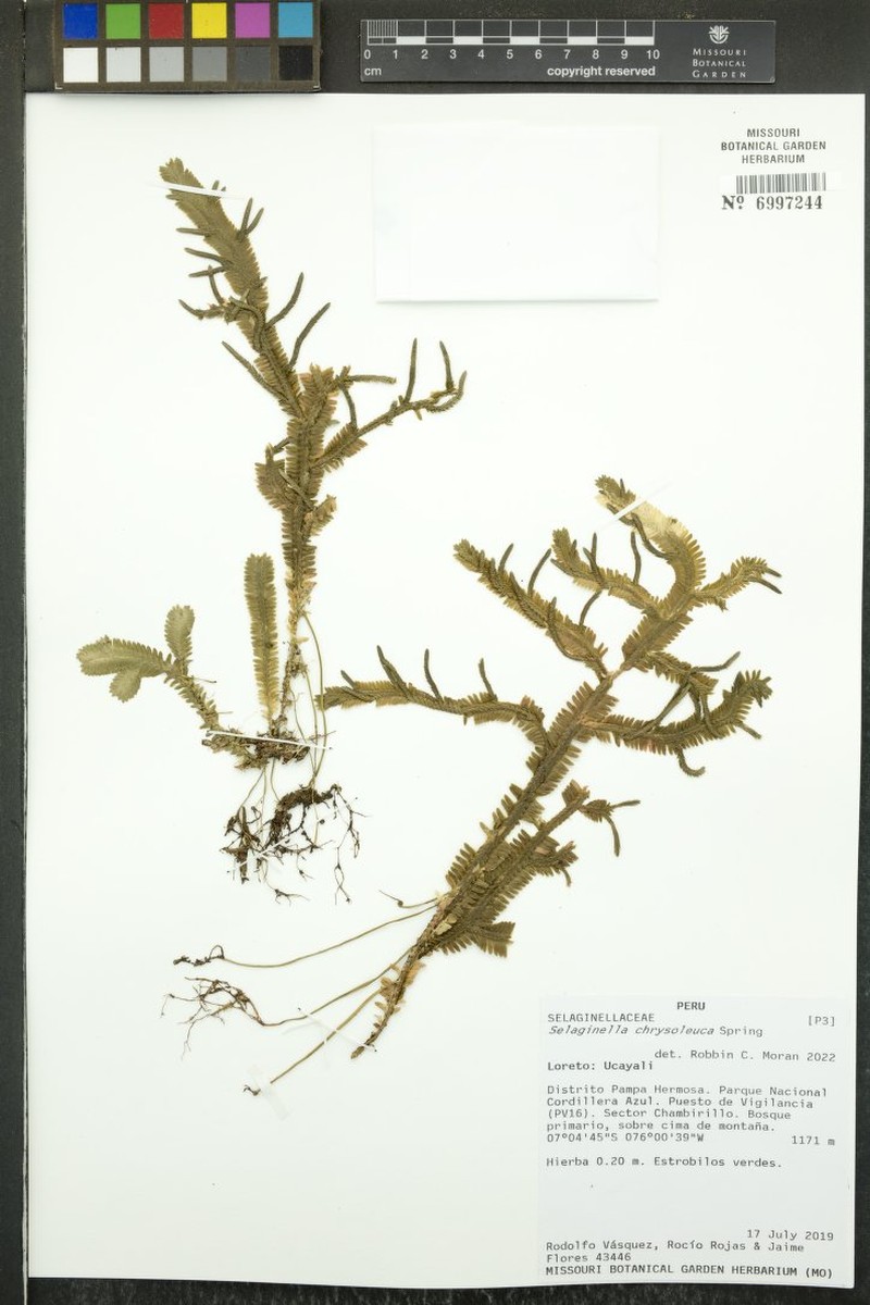 Selaginella chrysoleuca photo 5