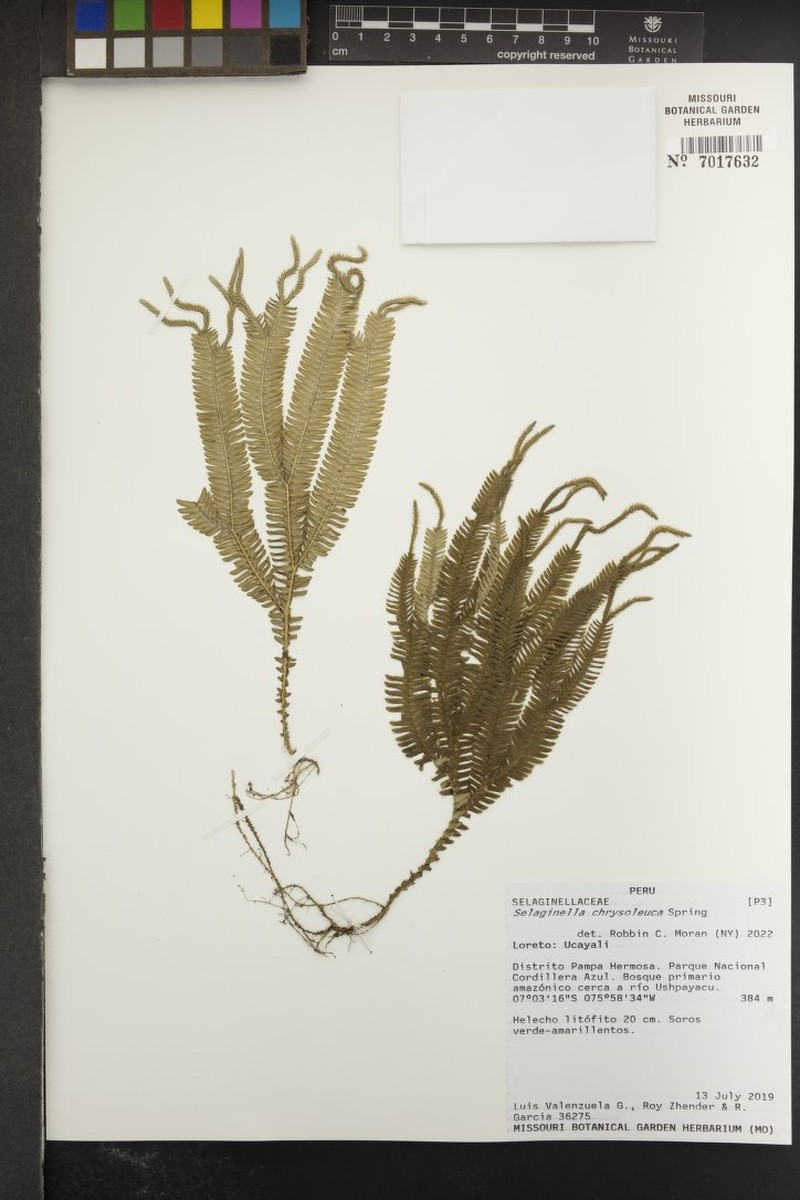 Selaginella chrysoleuca photo 6
