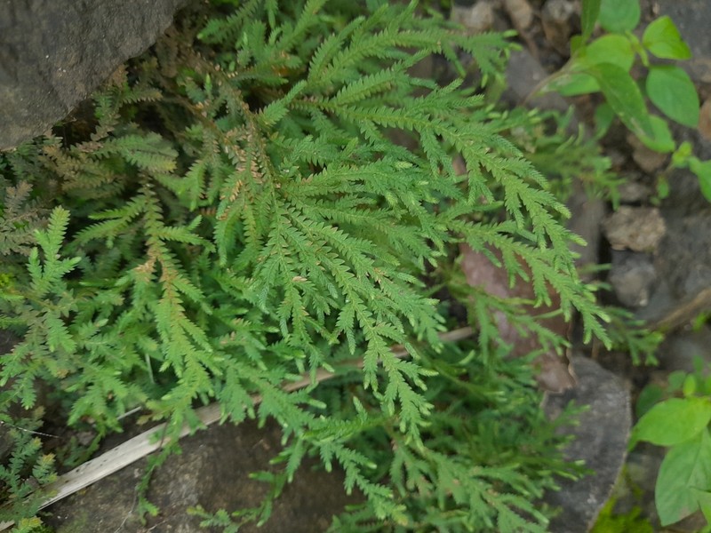 Selaginella chrysorrhizos