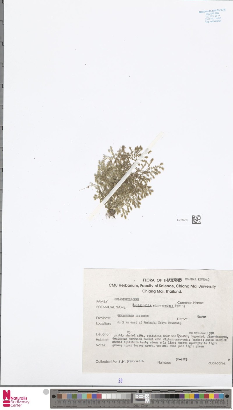 Selaginella chrysorrhizos photo 2