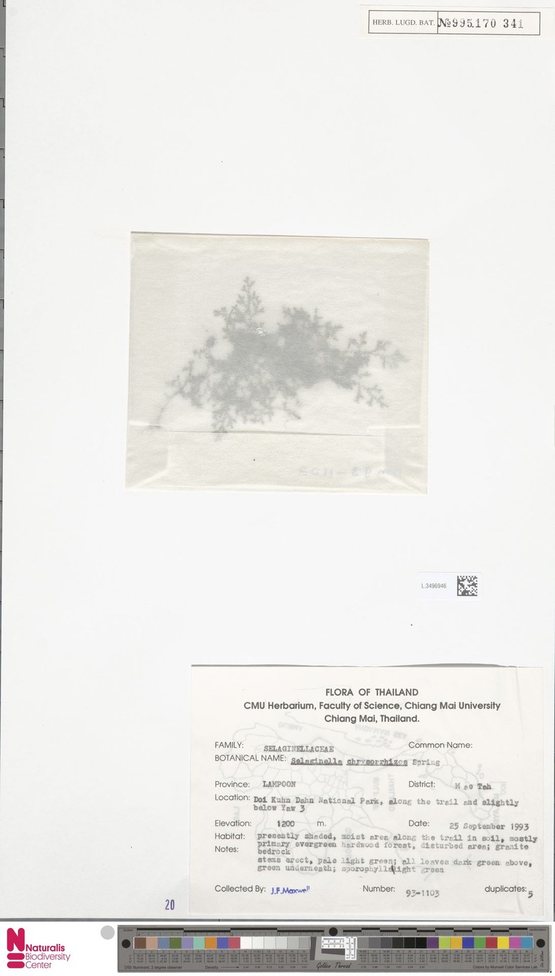 Selaginella chrysorrhizos photo 3