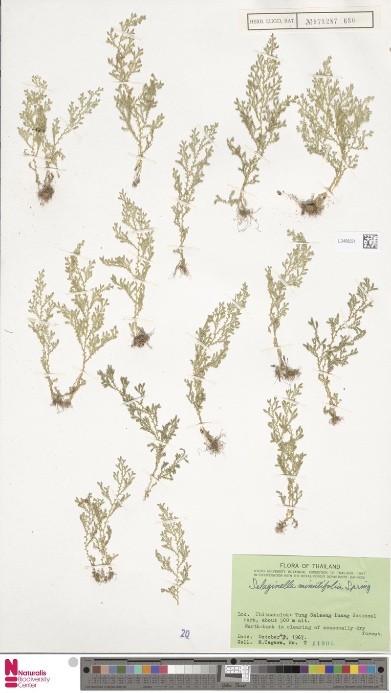 Selaginella chrysorrhizos photo 4