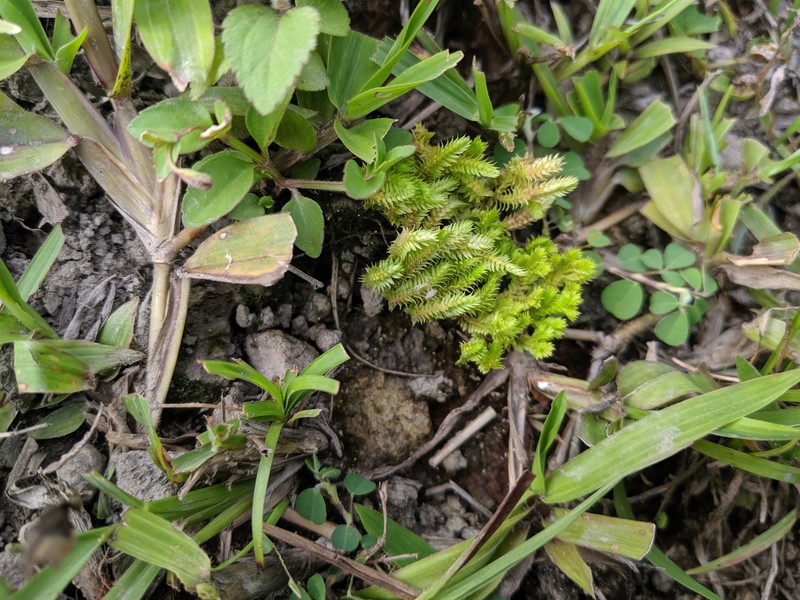Fringed Spikemoss photo 4