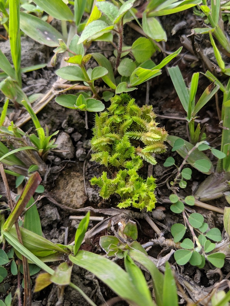 Fringed Spikemoss photo 5