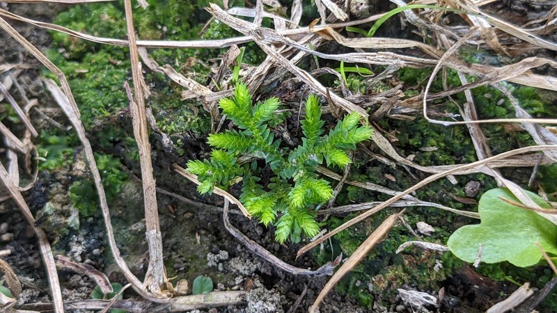 Fringed Spikemoss